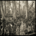 Bayou 1