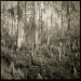 Bayou 2
