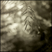 Carriere Abstract 1