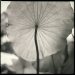 Lotus Leaf