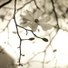 Magnolia 1