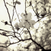 Magnolia 2