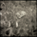 Poppy, Romagnat